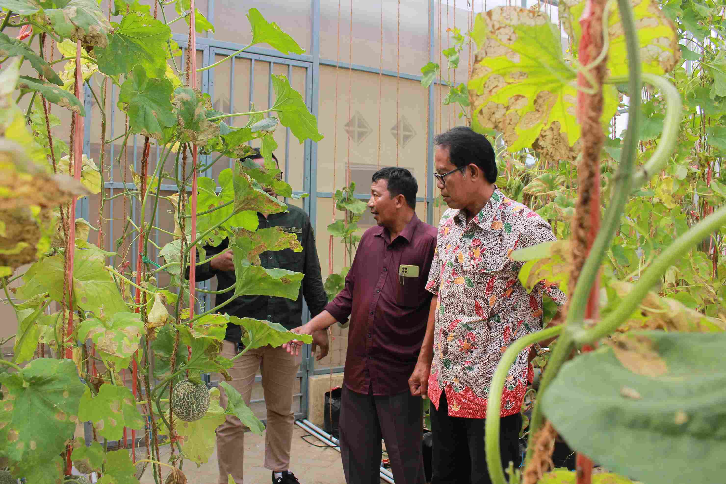 fakultas-pertanian-universitas-wiraraja-gelar-panen-perdana-buah-melon-di-green-house_1737345183.jpg